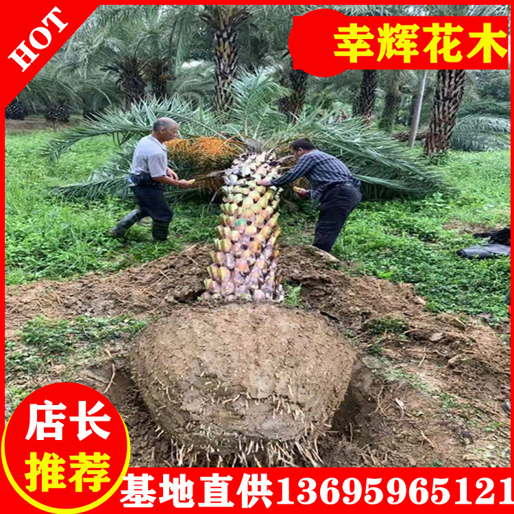 漳州中东海枣批发产地  价格低 质量好图片