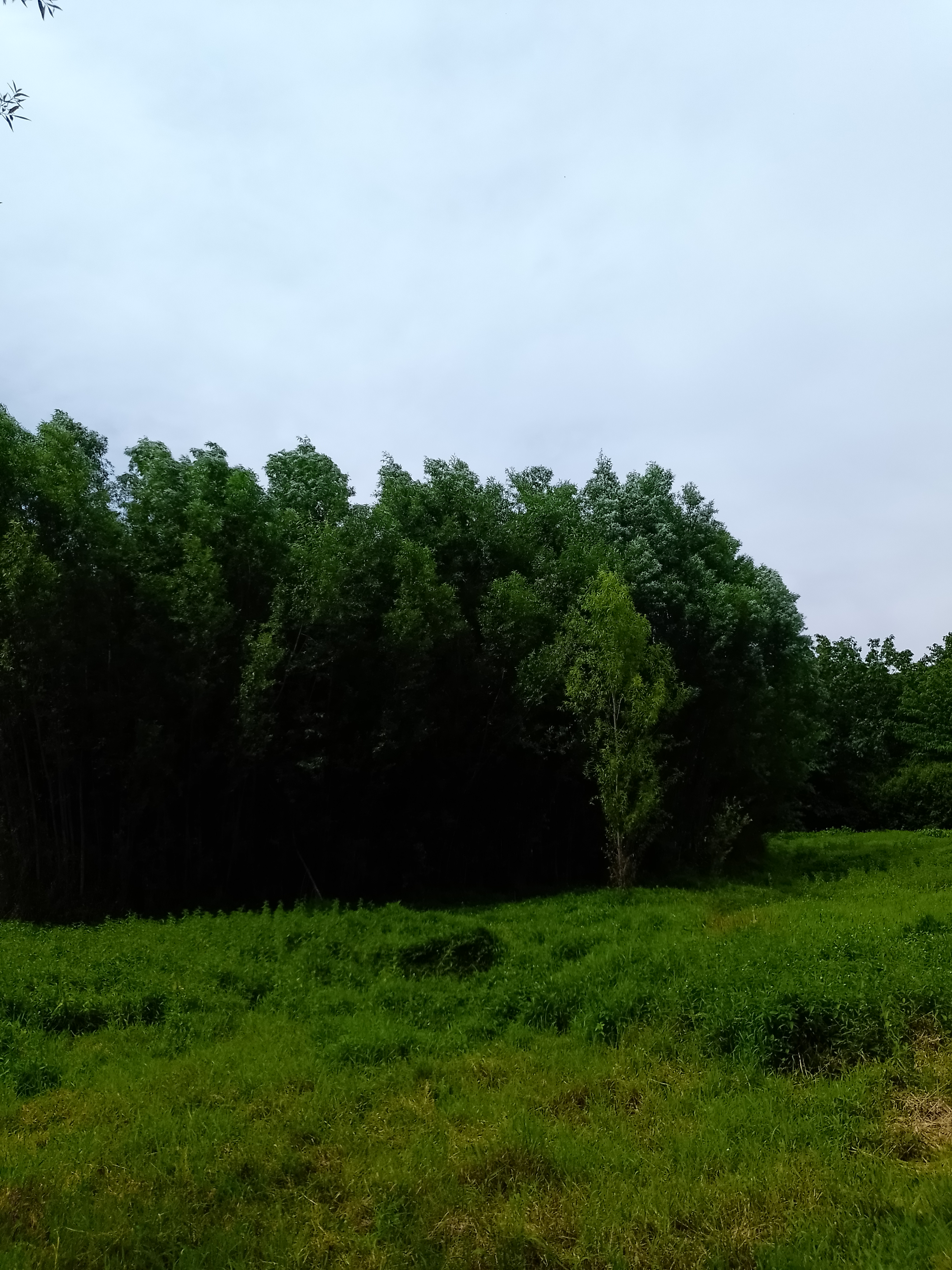 贵阳市贵州造林苗木厂家