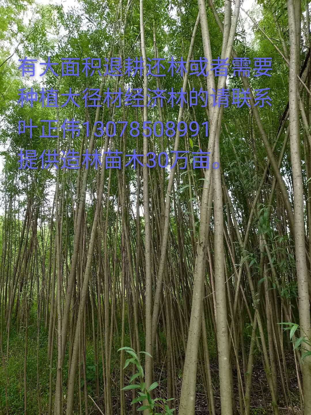 贵阳市贵州旱柳苗木价格厂家