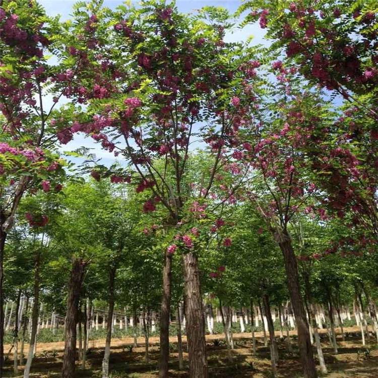 保定市香花槐厂家