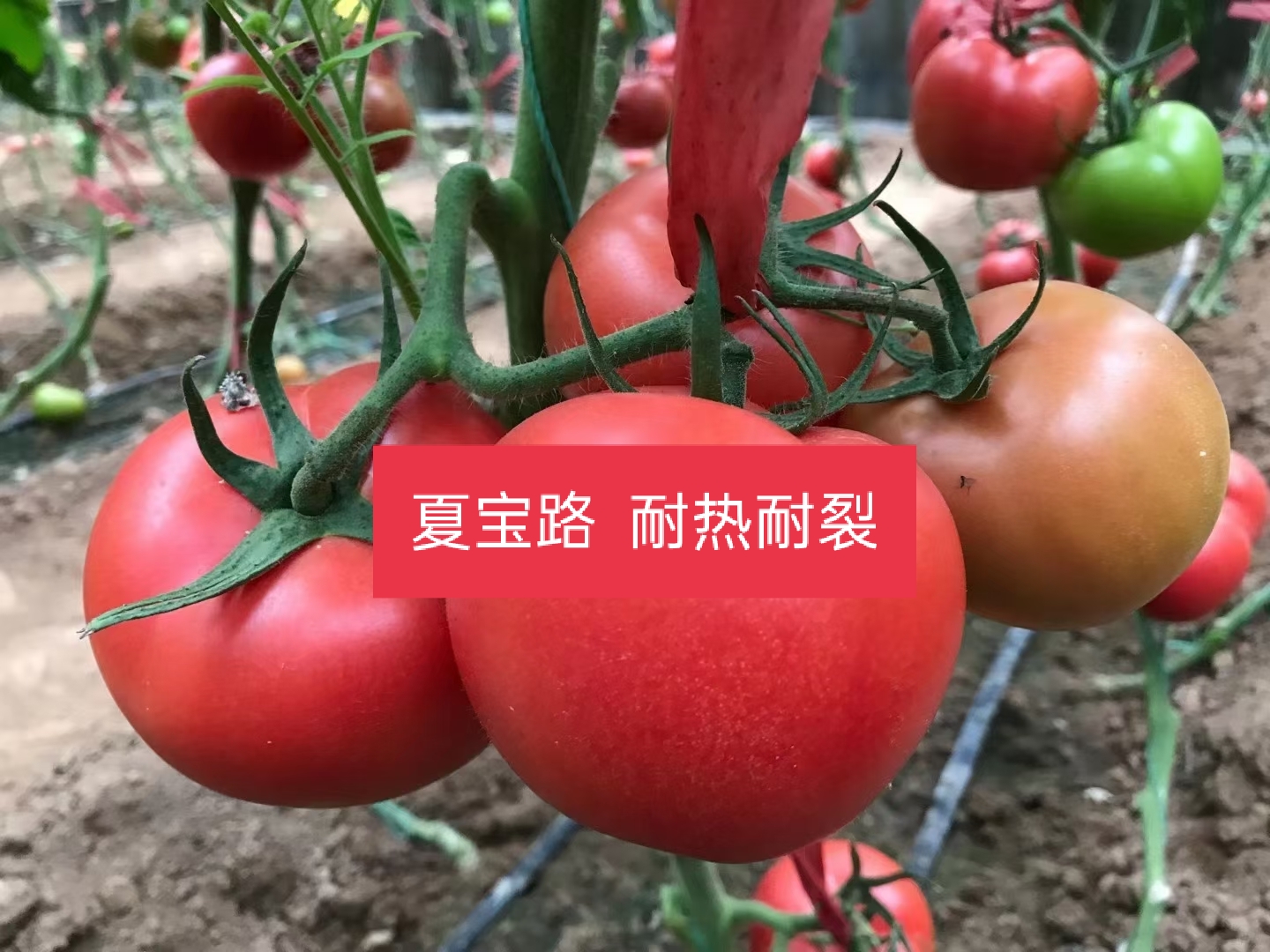 潍坊市惠泽-夏宝路种子厂家