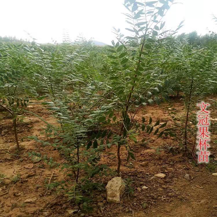 朝阳市文冠果苗种植厂家