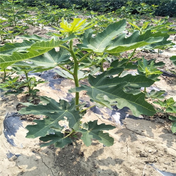 烟台市无花果树苗厂家