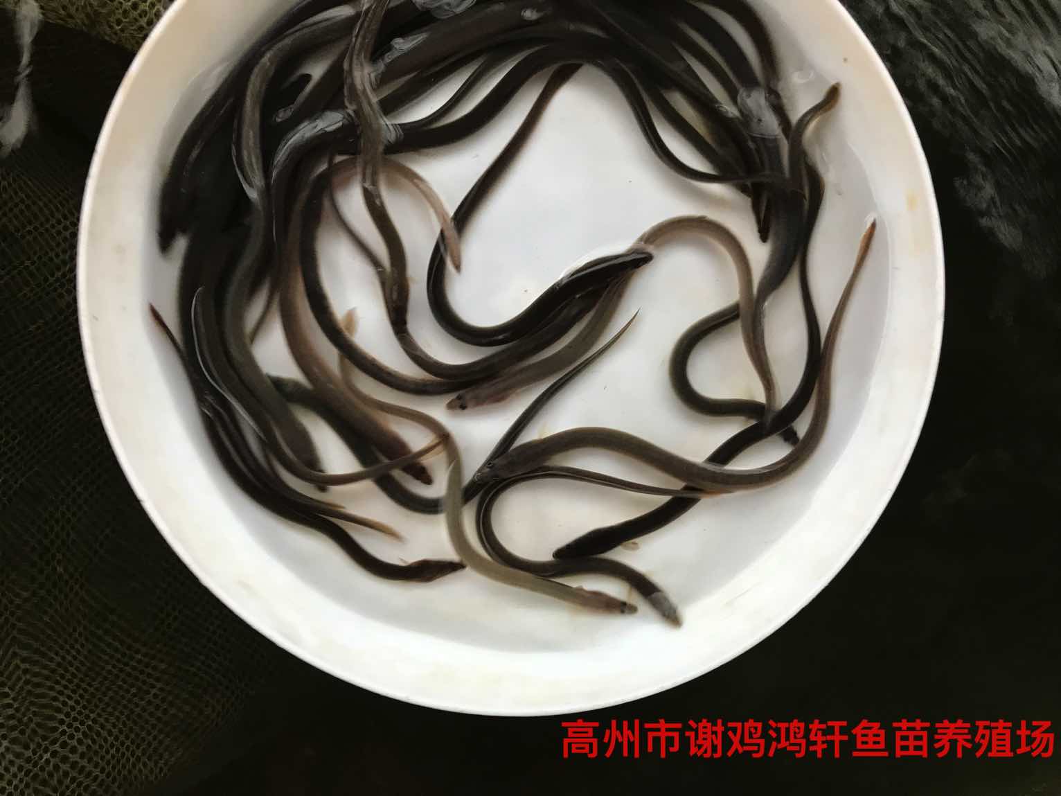 广州市欧洲鳗鱼苗厂家