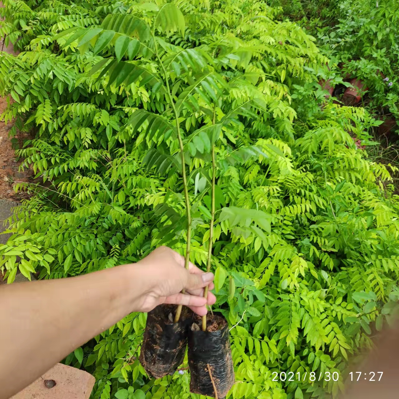 供应海南黄花梨树苗 降香黄檀树苗 海南黄花梨苗种植技术