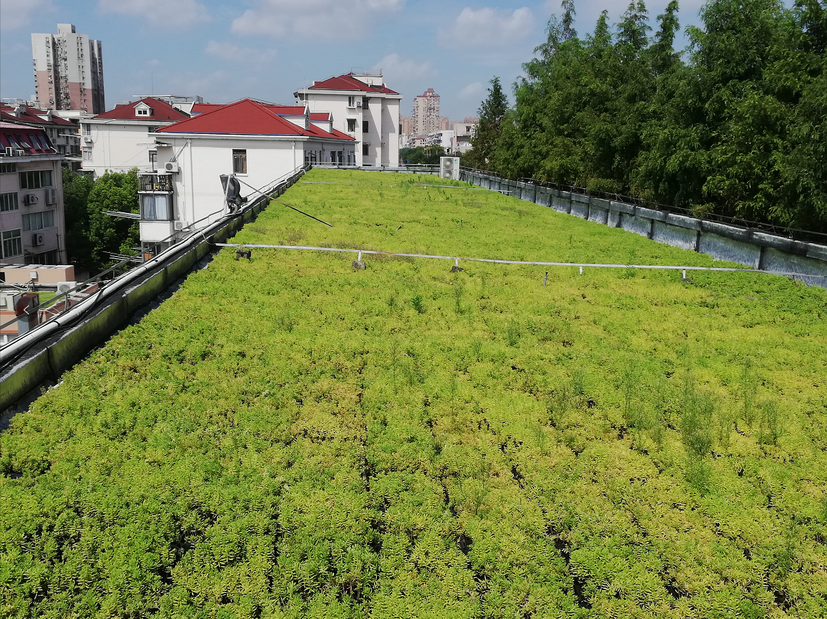 屋顶植草 承接生态屋顶绿化施工 屋顶绿化报价