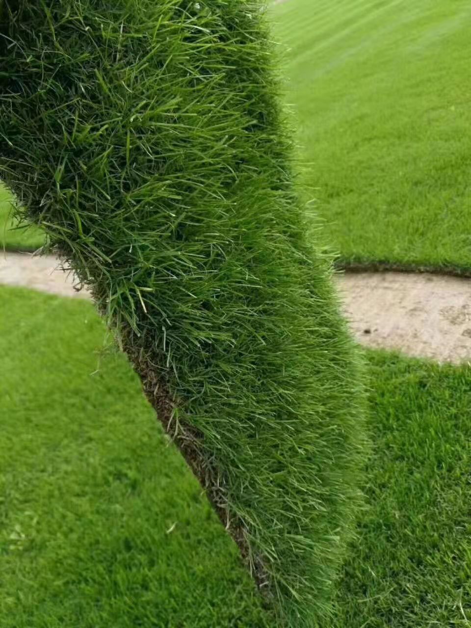 淮南市种植草皮厂家百慕大混播草草皮 操场绿化草坪 耐寒耐旱耐践踏 种植草皮