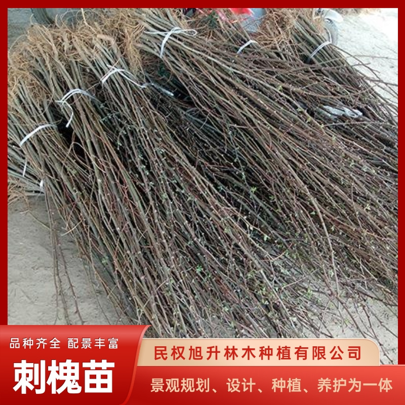 上海刺槐苗种植园、报价、销售、常年供应【民权旭升林木种植有限公司】