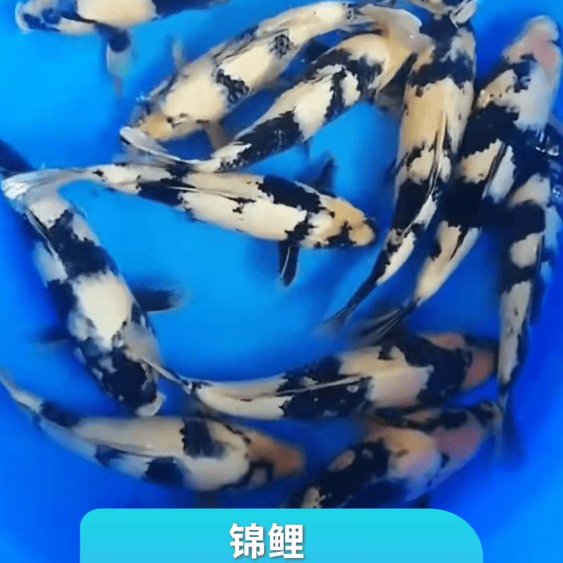 湖南锦鲤鱼供应淡水观赏鱼锦鲤纯种批发基地