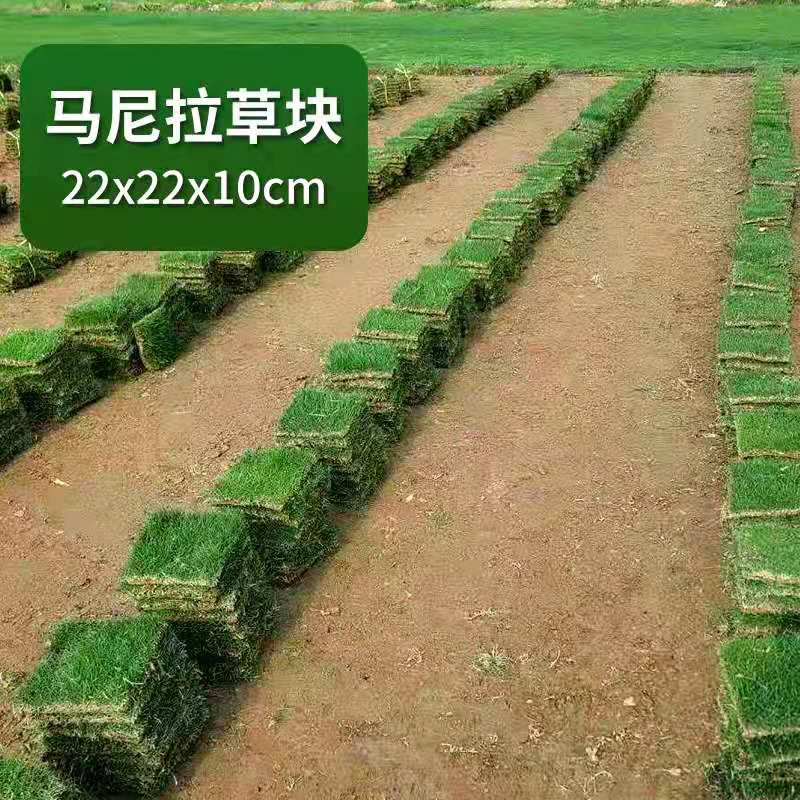 佛山草皮 台湾草草皮 厂房河堤绿化 草坪基地供应图片