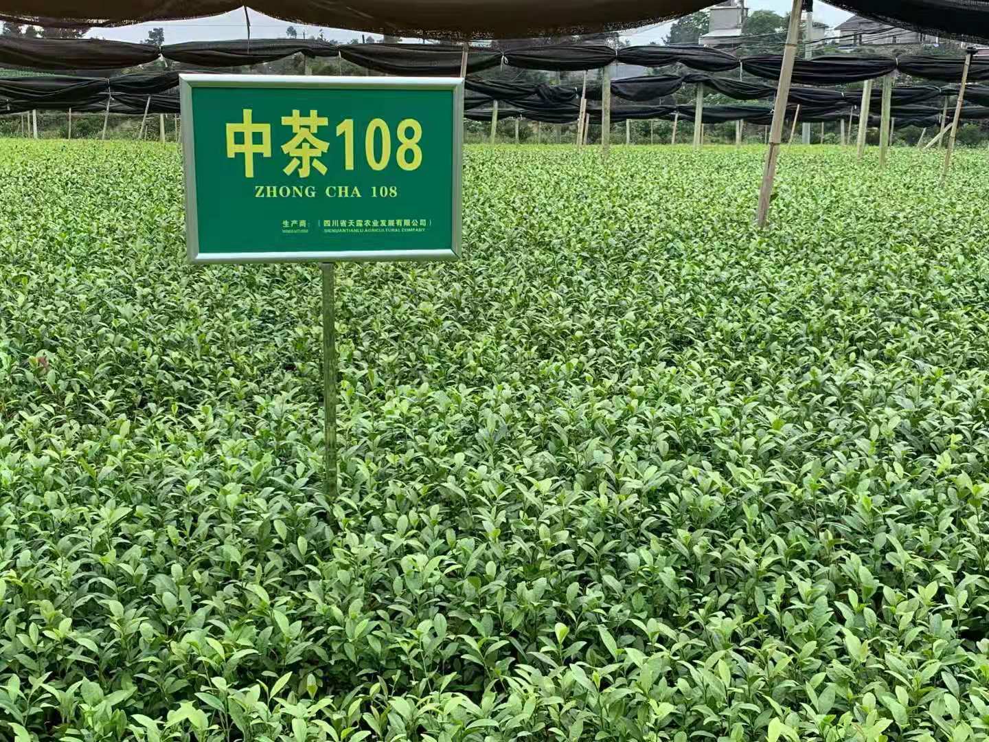 中茶108茶苗培育园联系电话_产地销售报价【雅安市名山区超众苗木种植农民合作社】