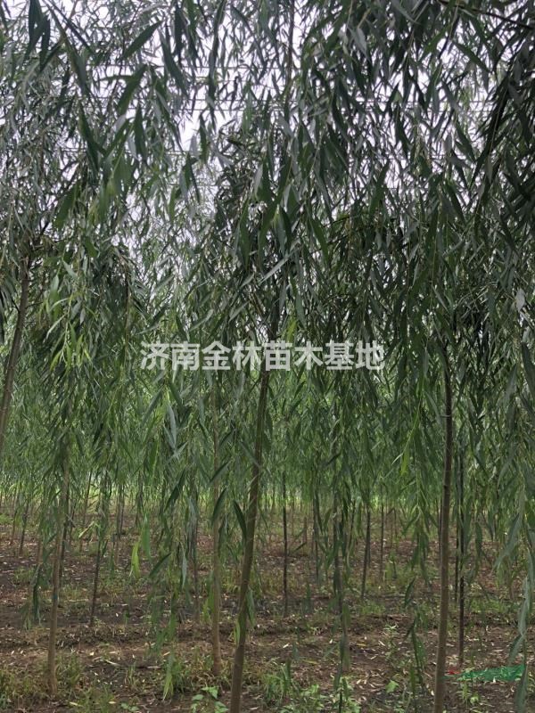 济南市青皮垂柳厂家基地供应5-6公分青皮垂柳  5-6公分青皮垂柳价格