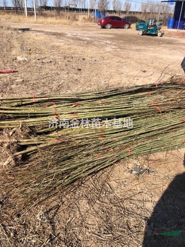 济南市柳树厂家2公分柳树批发价格 2公分柳树报价