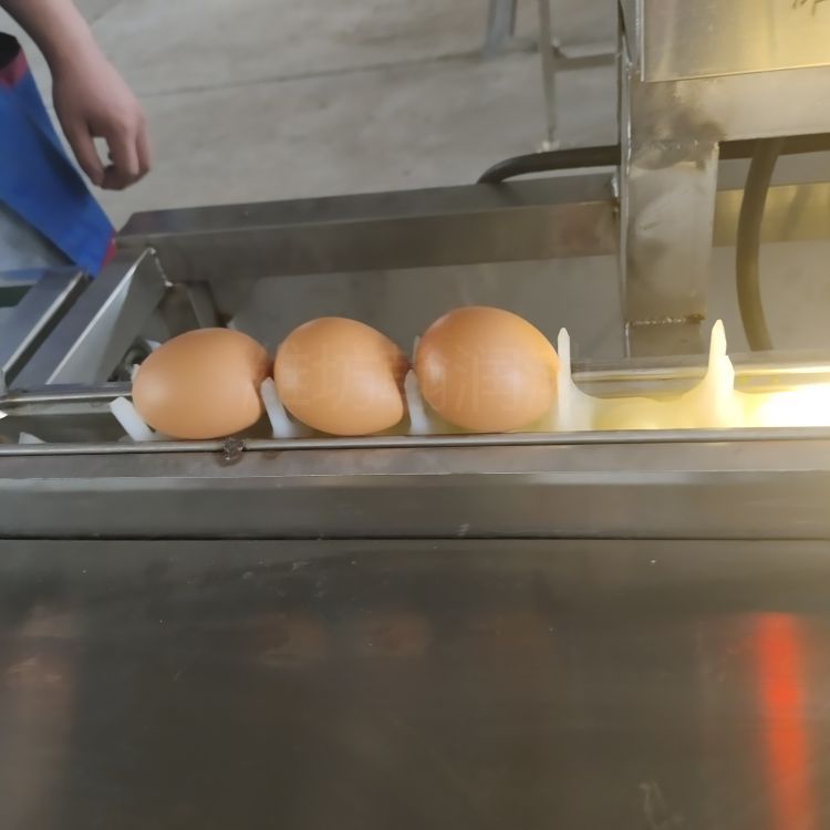 翰润渤HRB-600-Ⅰ型全自动洗蛋机厂家  蛋液加工流水线 咸蛋洗蛋机  洗蛋机器图片