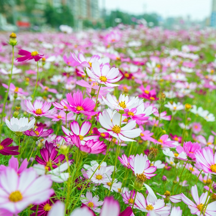 波斯菊种子广西南宁格桑花花卉种子边坡绿化常用花种图片