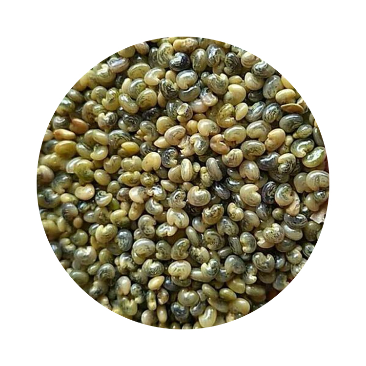 猪屎豆猪屎豆广西猪屎豆种子护坡绿化常用灌木种子批发