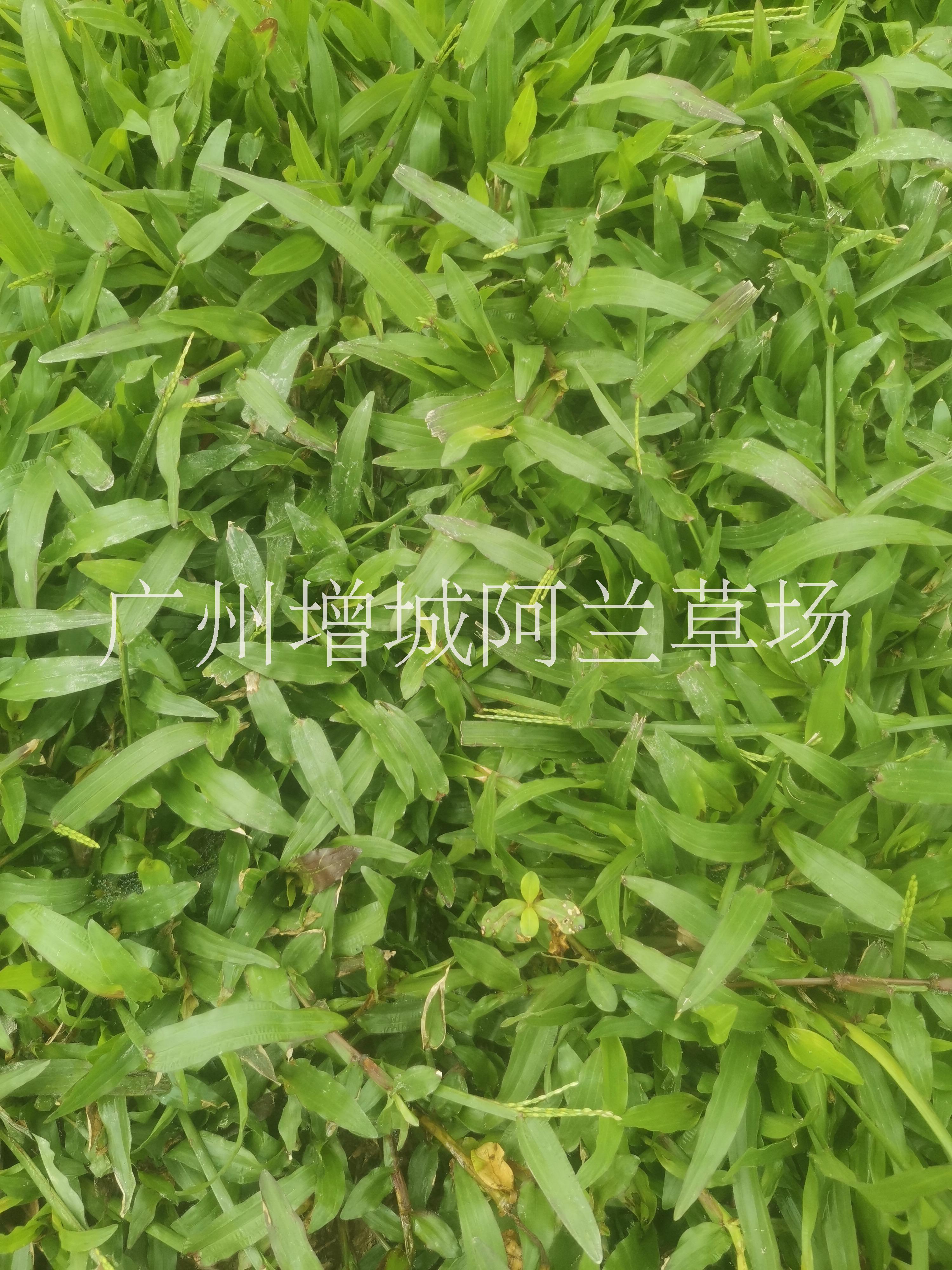 大叶油草，马尼拉草，台湾草
