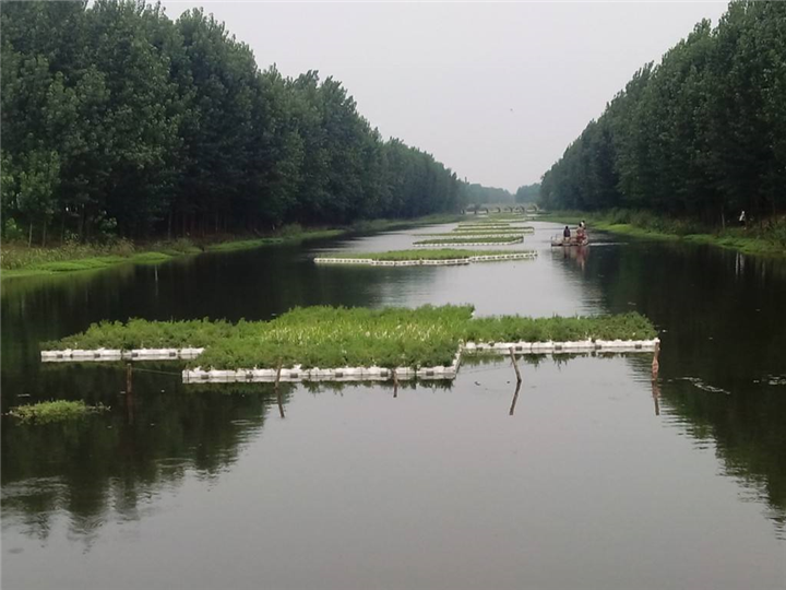 北京市水生植物种植厂家