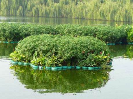 水生植物浮岛批发 水生植物浮岛供应商