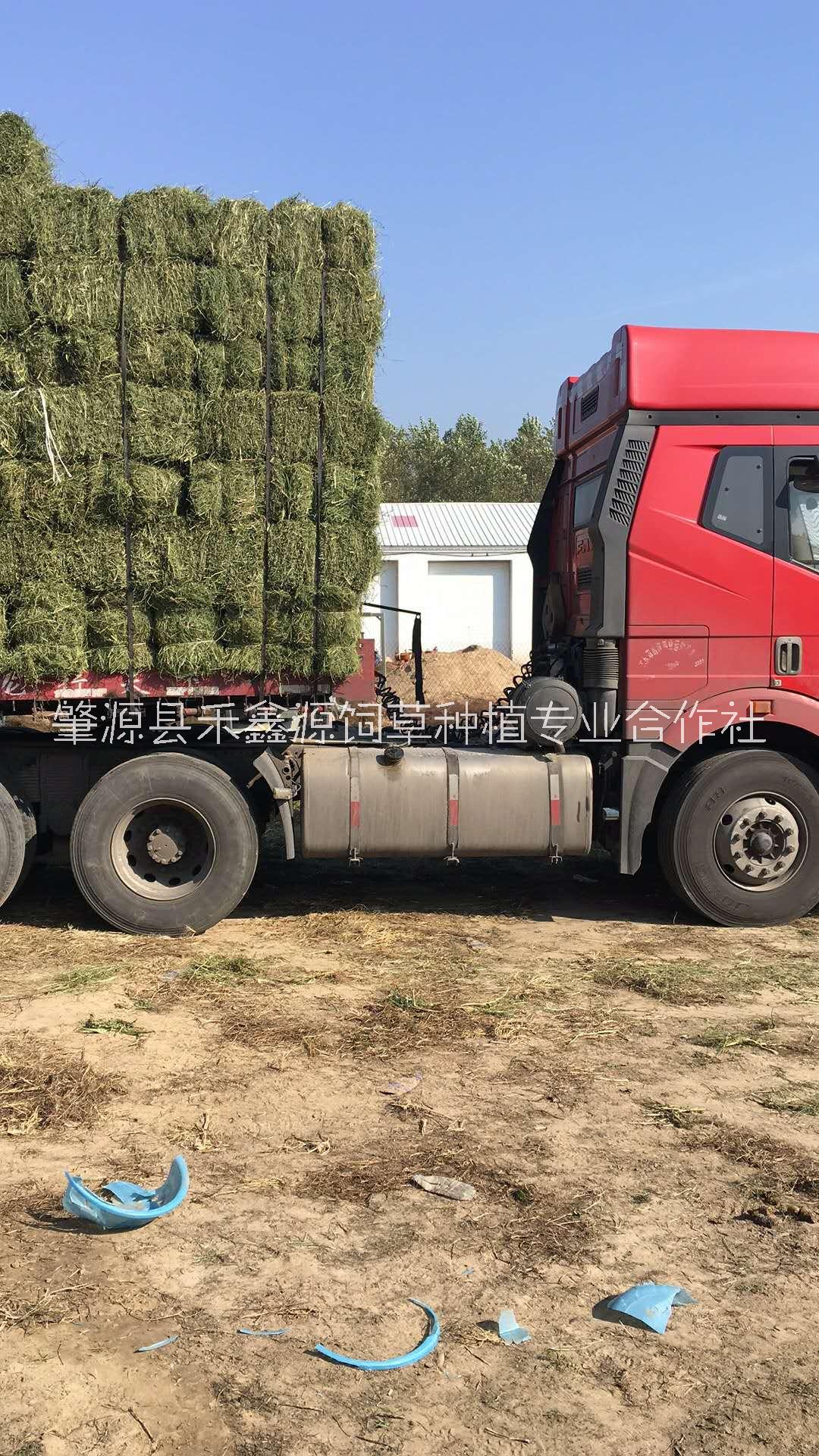 苜蓿草厂家--直-销2024年黑龙江省种植的优 -质一级苜蓿草可媲美进口苜蓿草图片