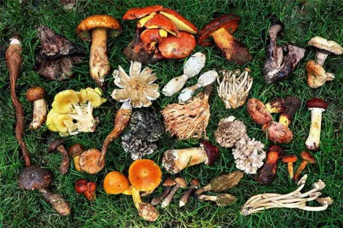 投资蘑菇行业的五个好理由 彤菌堂 批发各种菌