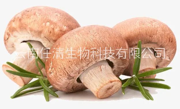 头菇米稀真的养胃吗？图片