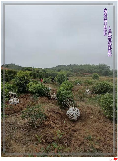 湖南桂花小苗湖南桂花小苗-长沙桂花小毛球-跳马桂花树价格便宜出苗