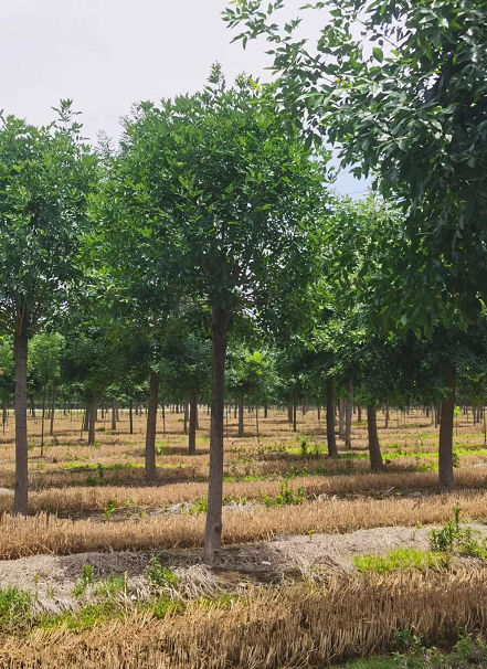 泰安市白蜡厂家速生对节白蜡 造型丛生观赏白蜡树 适应性强 树干通直