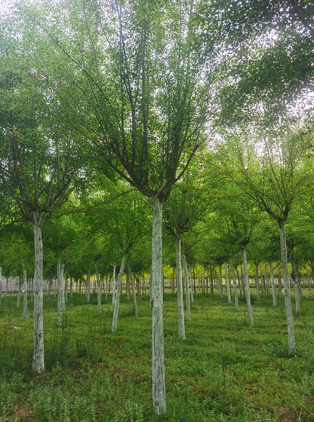 丝棉木种植基地 二乔苗木树苗 落叶乔木观赏绿化行道树