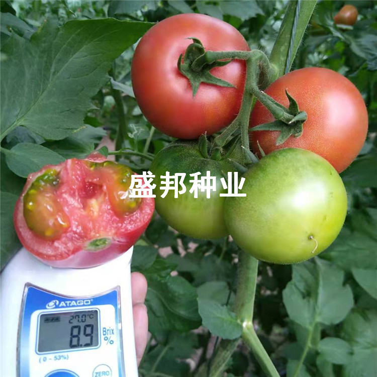 戴安娜口感柿子   草莓番茄 水果番茄 单果重80-150g 戴安娜口感西红柿图片