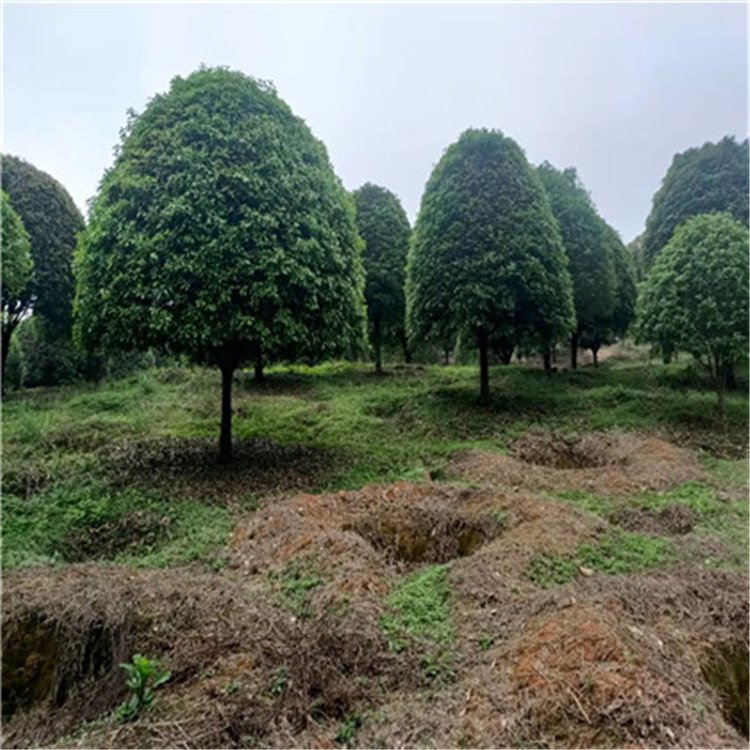 九江市桂花厂家16公分桂花树种植 冠幅360公分桂花 八月桂树苗