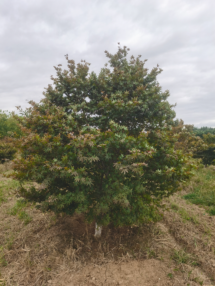 基地供应日本红枫 质量优 价格美丽 风景绿化