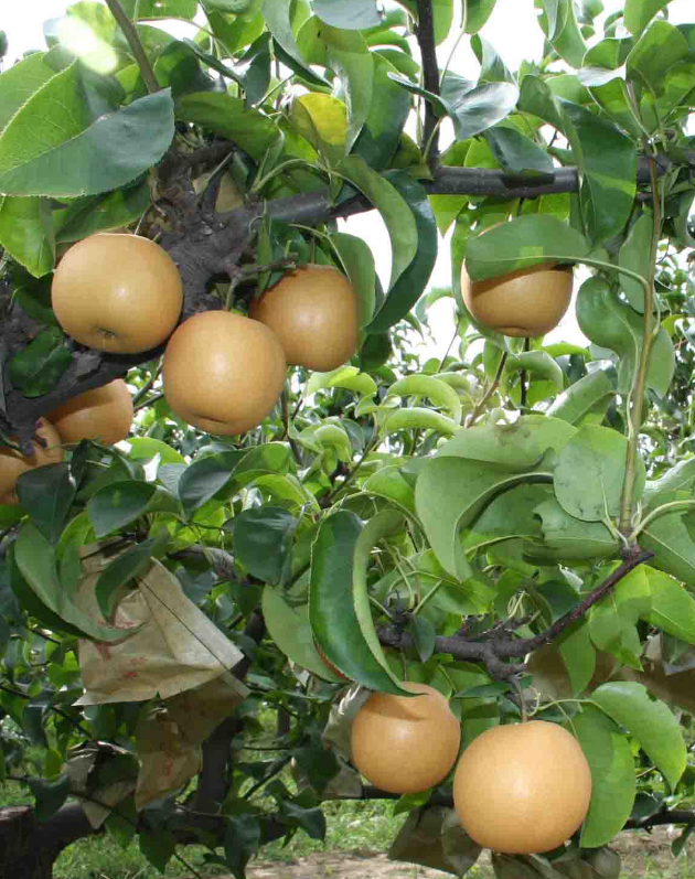 供应各种 梨树苗 成活率高 翠玉梨苗 早熟梨新品种518梨树苗嫁接梨苗保品种提供种植技术