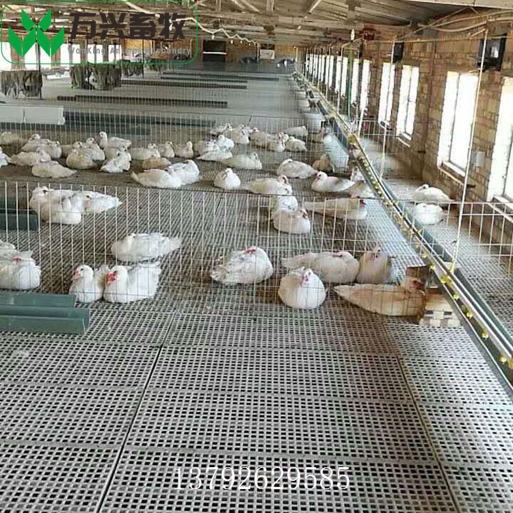 漏粪地板网 鸡用塑料网片 鸡鸭漏粪地板