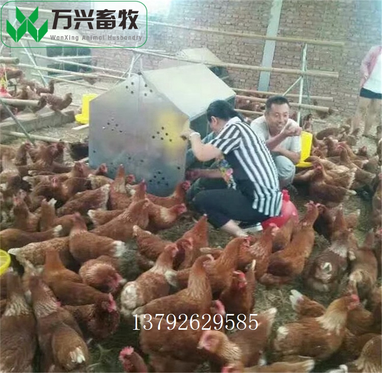 潍坊市新式产蛋箱厂家新式产蛋箱 产蛋箱规格 蛋鸡产蛋箱