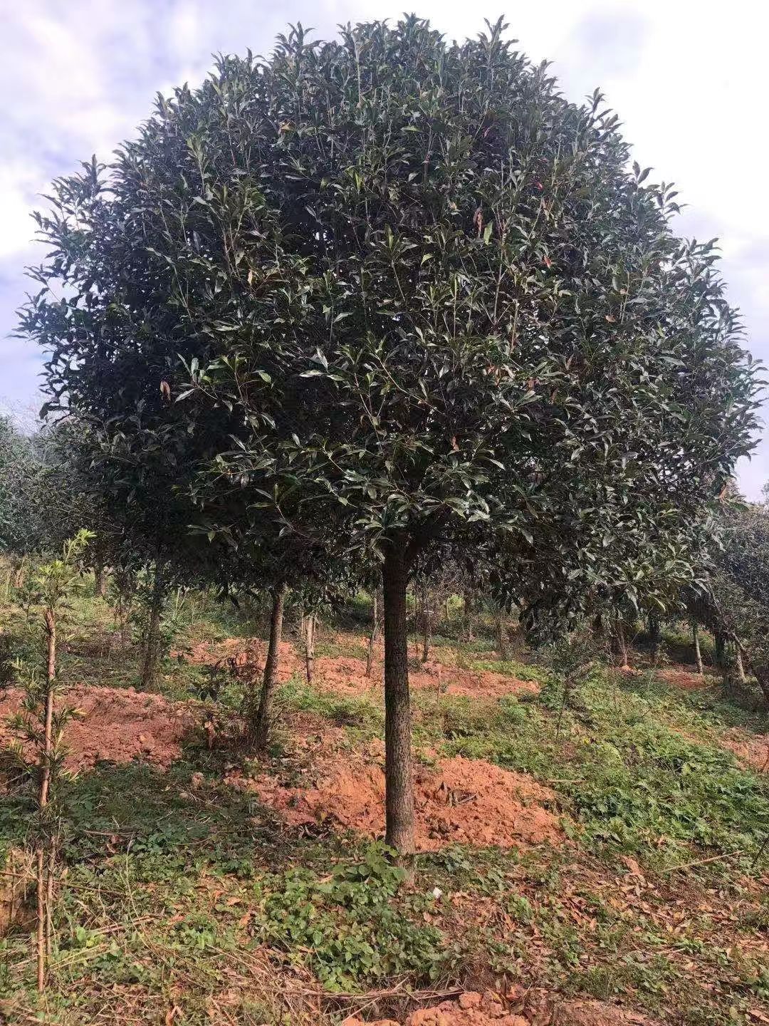 红花丹桂批发红花丹桂批发 高杆丹桂树种植基地 规格齐全