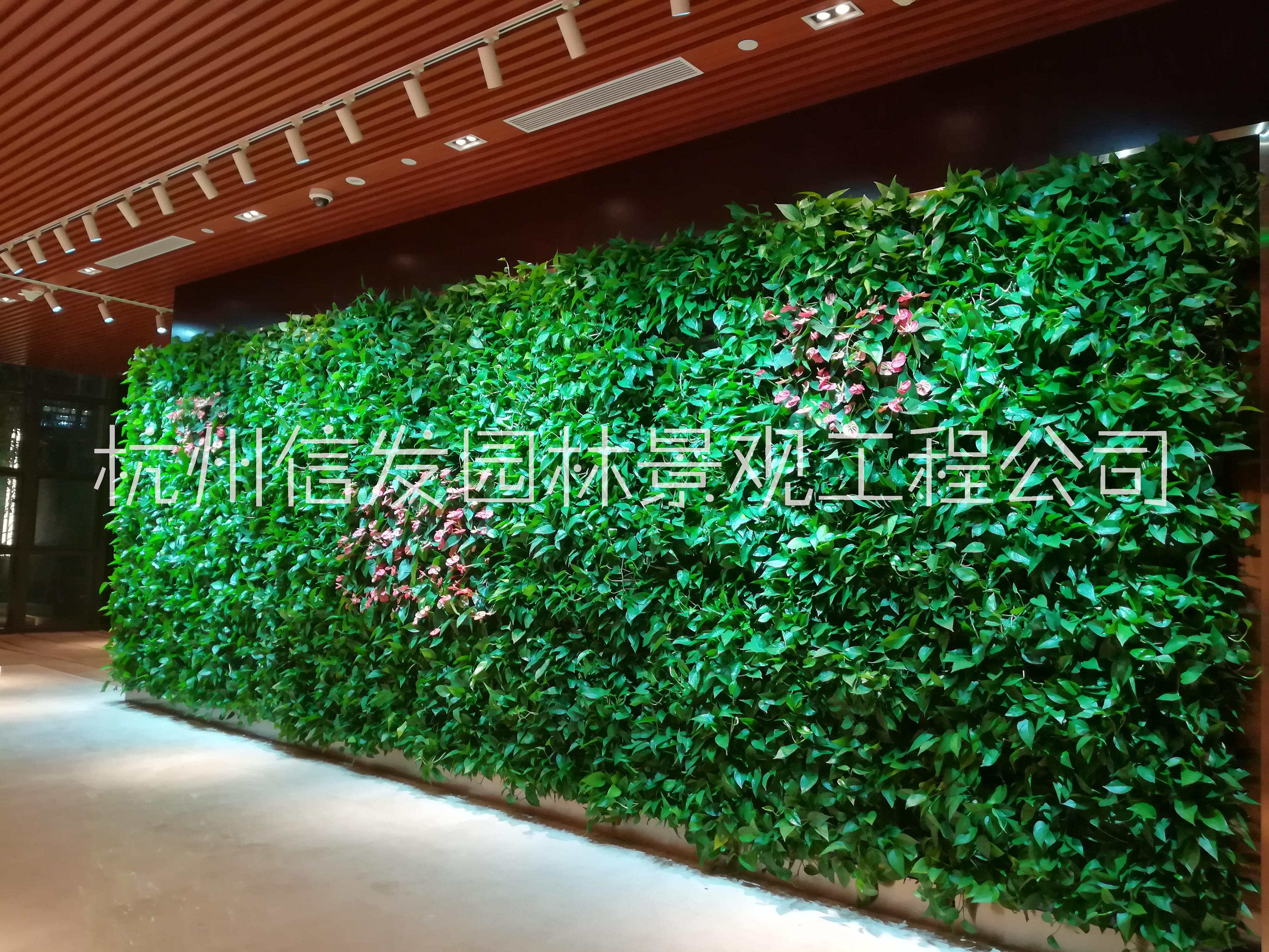 杭州植物墙绿化垂直绿化墙面公司 杭州植物墙垂直绿化墙面公司 杭州植物墙垂直绿化公司 杭州墙垂直绿化公司