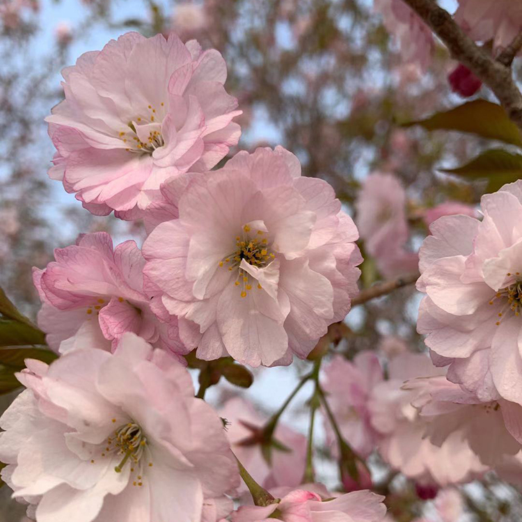 大岛樱景区防护樱花树 15公分八重红大岛樱 先花后叶
