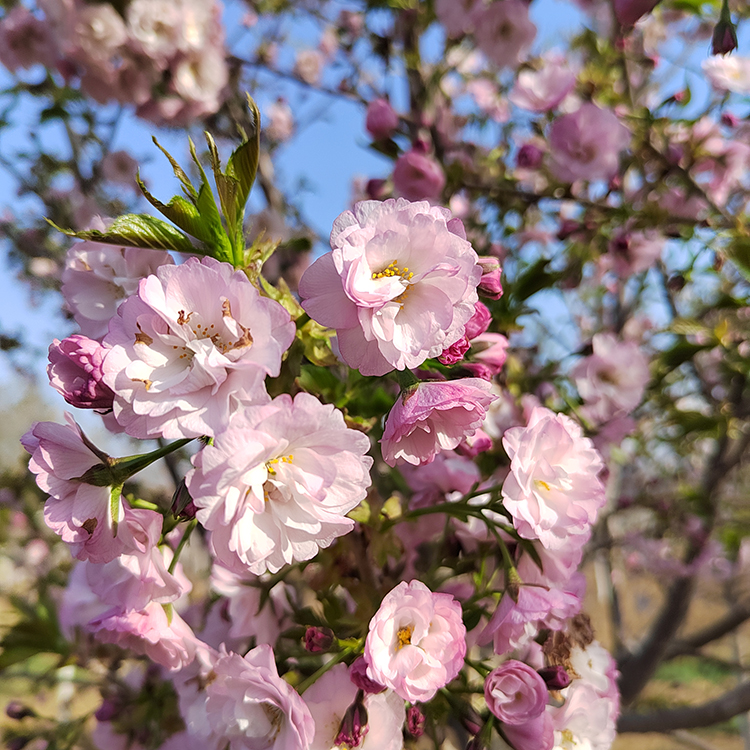 泰安市大岛樱厂家景区防护樱花树 15公分八重红大岛樱 先花后叶