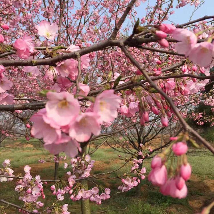 4公分江户彼岸樱 庭院中樱花树 绿化工程绿影园林图片