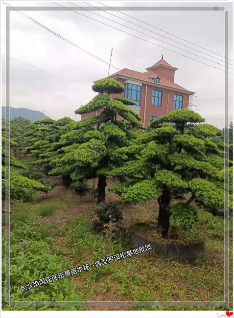 长沙罗汉松-18CM湖南造型罗汉松-长沙罗汉松盆景门面树嫁入浙江