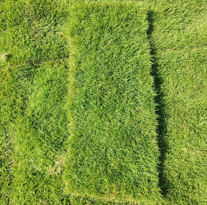 绿化草 百慕大草坪 绿化护坡草坪 运动场草皮