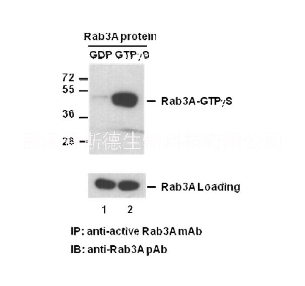 Rab3-GTP 小鼠单抗/抗体现货厂家/活性抗体有折扣/费斯德图片