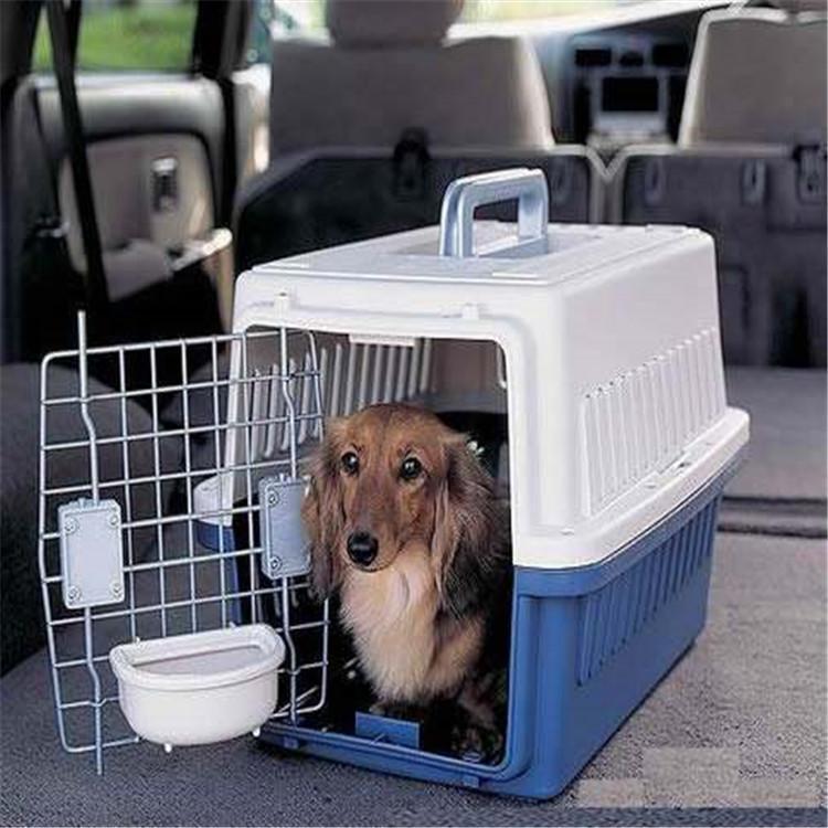 乌鲁木齐至惠州宠物猫狗陆运物流 零担货物运输    宠物托运全国电话   乌鲁木齐到惠州宠物托运图片