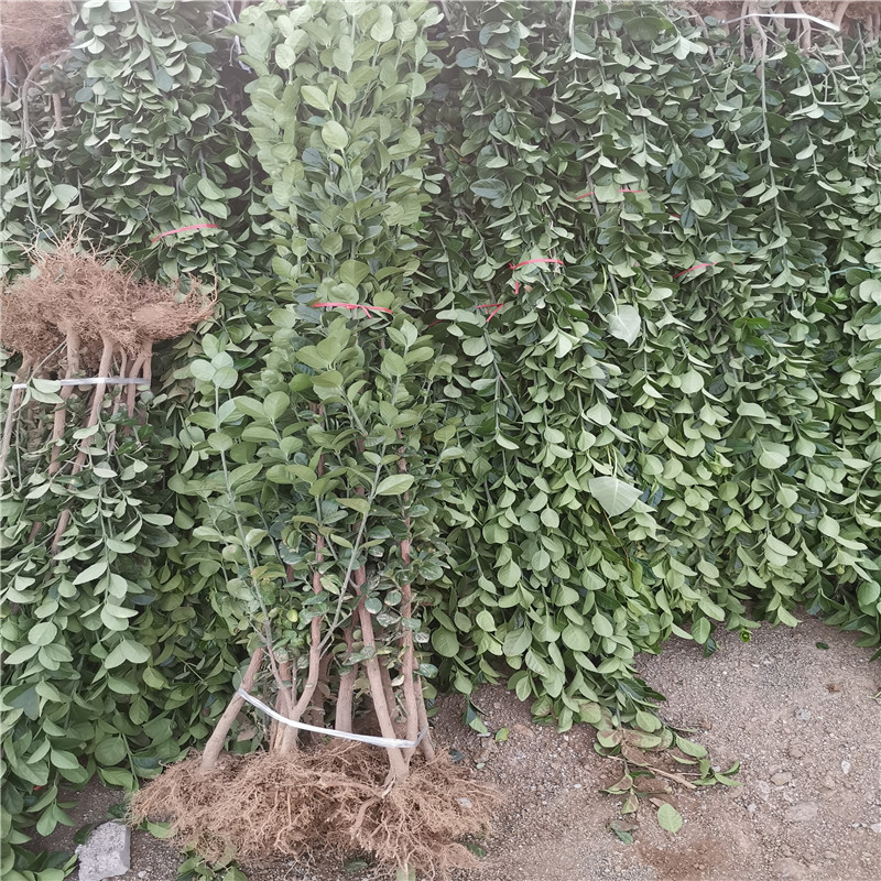 1.5米北海道黄杨树苗价格批发