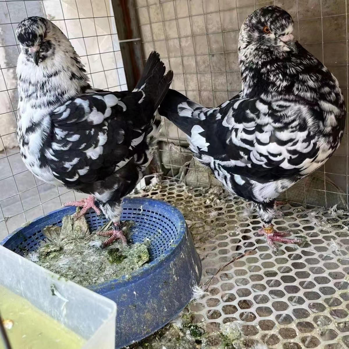 四川元宝鸽养殖本地养殖大体元宝鸽在哪5斤大元宝鸽飞不起来的大鸽子