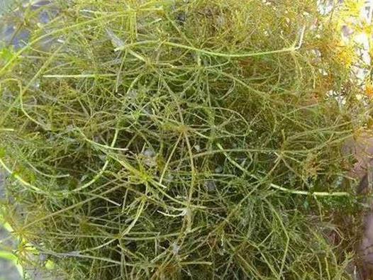 小茨藻种植基地  小茨藻供应商  小茨藻联系方式