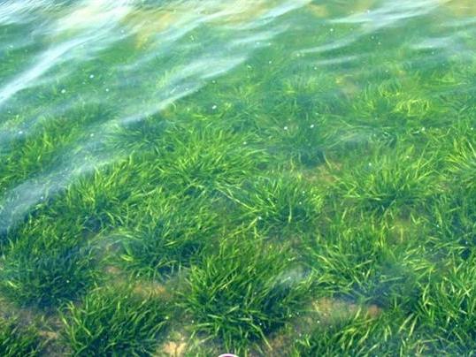 矮生苦藻报价  矮生苦藻联系方式  矮生苦藻种植基地