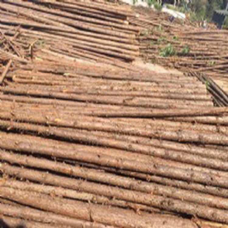 5米杉木杆5米杉木杆 杉木桩绿化基地 2米4米6米杉木杆 杉木原木大量销售 绿化树木支撑杆
