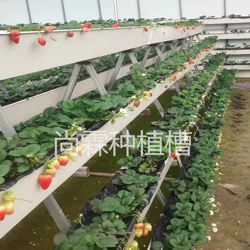草莓立体基质槽 大棚pvc草莓种植槽 无土栽培槽图片